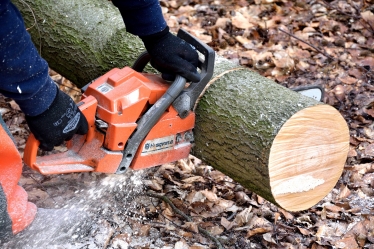 A tree being cut by a chainsaw