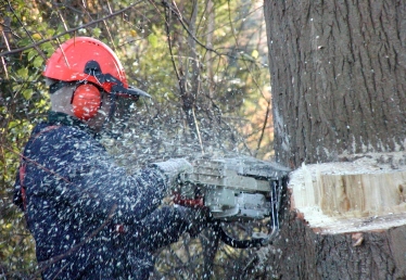 a man is cutting down a tree